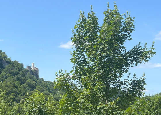 Schloss Lichtenstein von Traifelberg 
