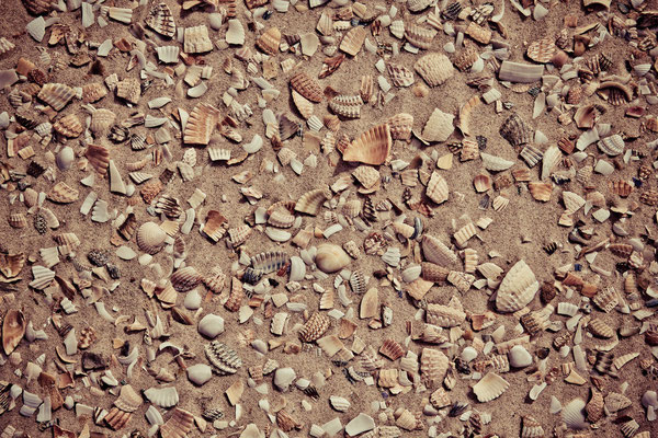 Muschelgelage | (c) die Schnappschützen 
