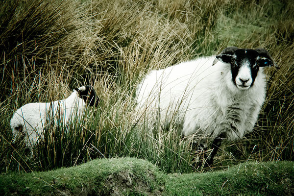 #Schottland - schottisches #Hochlandschaf