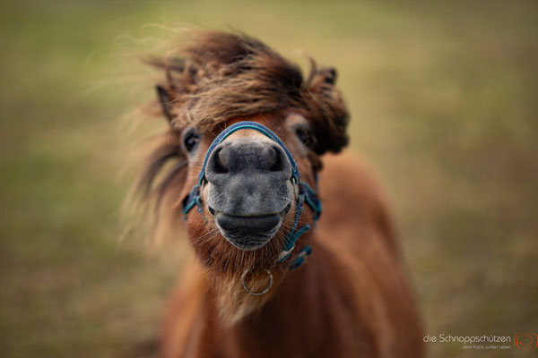 Pferdefotografie Köln | Tierfotografie Pferd | (c) die Schnappschützen