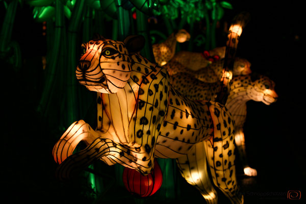 China Light Kölner Zoo | #fotografkoeln | (c) die Schnappschützen