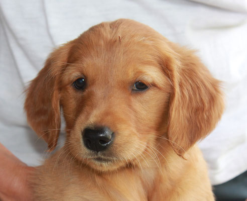 Hündin orange, Ilvy