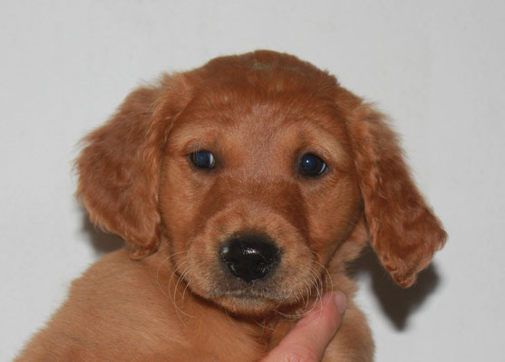 Hündin gelb, Indigo Blue