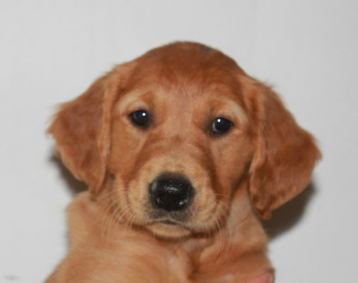 Hündin lila, Indiana Jones