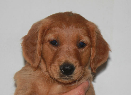 Hündin grün, Illinois