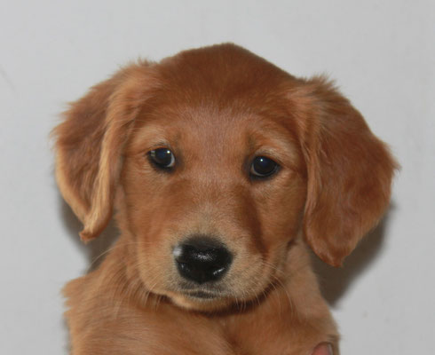 Hündin braun, Infinity Ida