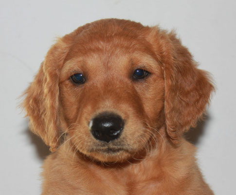 Rüde rot, Incredible Percy