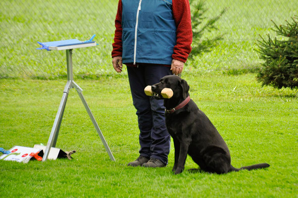 Bella (Labrador Retriever) von Esther Gamma