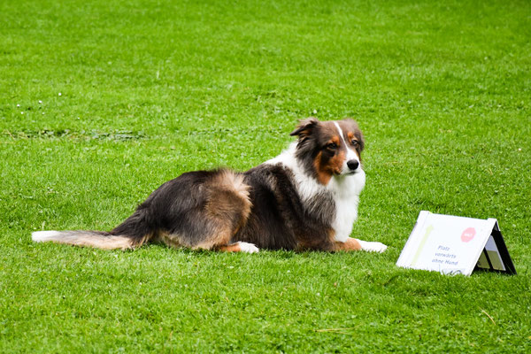 Keanu (Australian Shepherd) von Evelyn Geisser