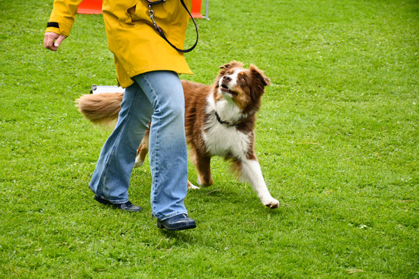 Aivy (Australian Shepherd)von Michaela Bissig