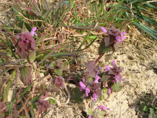 Auch die ersten Blüten strecken die Köpfe. Wer erkennt diese Blüten?