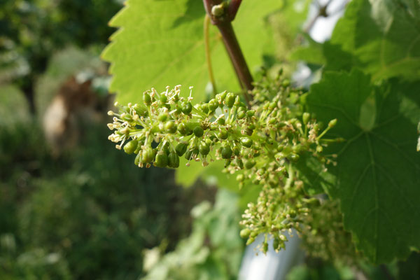 Abgehende Blüte (d.h. die Rebe ist ein Zwitter und kann sich selbst bestäuben, deshalb hat sie keine auffallende Blütenfarbe wie Kirschblüten o.ä. da die Rebe keine Bienen anlocken muss)