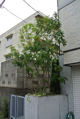 シマトネリコ植栽例