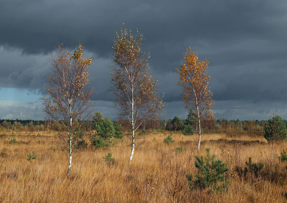 December 2023 Opdracht foto's van workshop Kalmthoutse heide