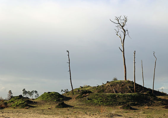 December 2023 Opdracht foto's van workshop Kalmthoutse heide