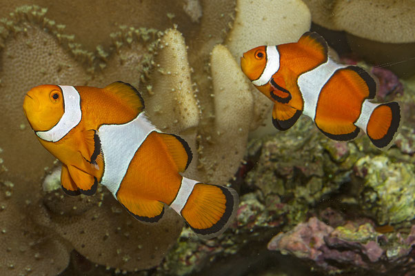 Amphiprion ocellaris