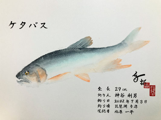 ケタバス