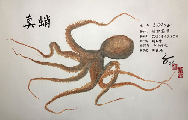 真蛸