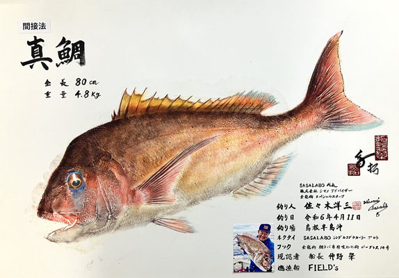 真鯛　シマノ佐々木プロ
