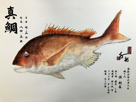 真鯛　堀様