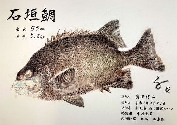 石垣鯛　奥田様