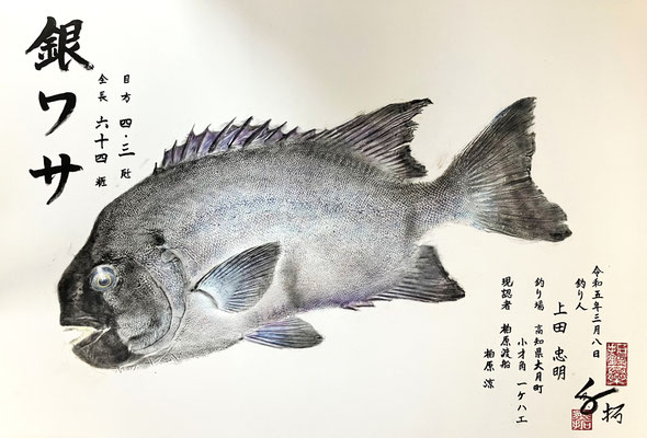 銀ワサ　上田様