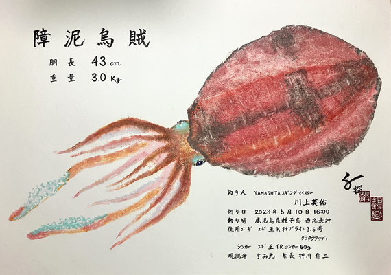 障泥烏賊　ヤマシタ川上プロ