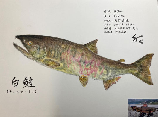 白鮭　内野様