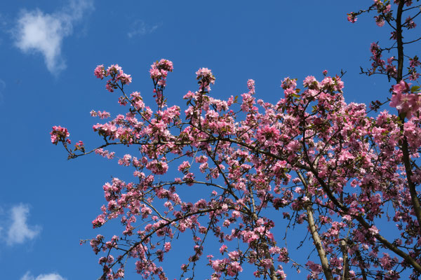 Frühling! - Bild: Viola Finger
