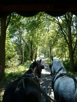 Kutschfahrt durch die "Lüneburger Heide" naja --- fast :-)