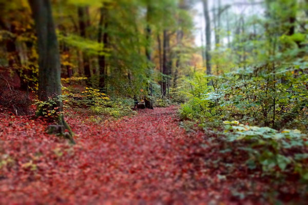 Roter Teppichläufer