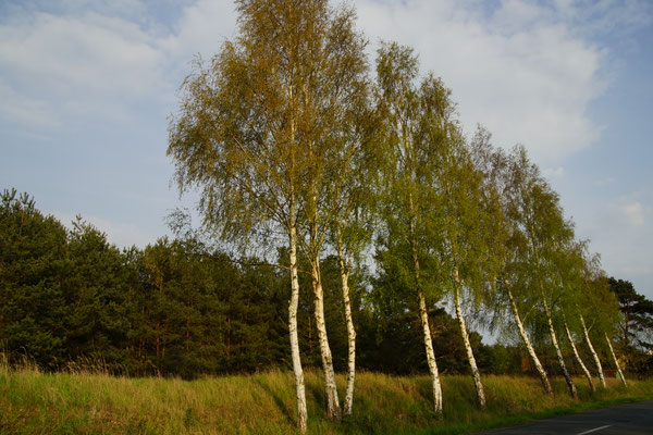 Birkenallee - Doreen Malinka