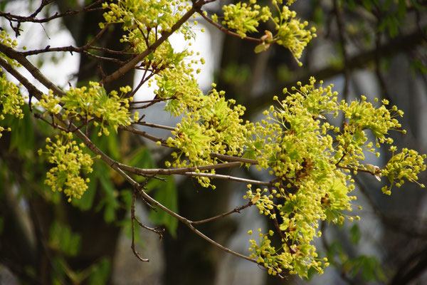 Lindenblüten