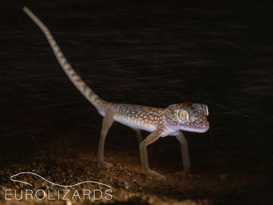 Stenodactylus doriae