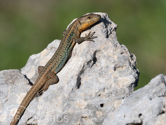 Podarcis thais