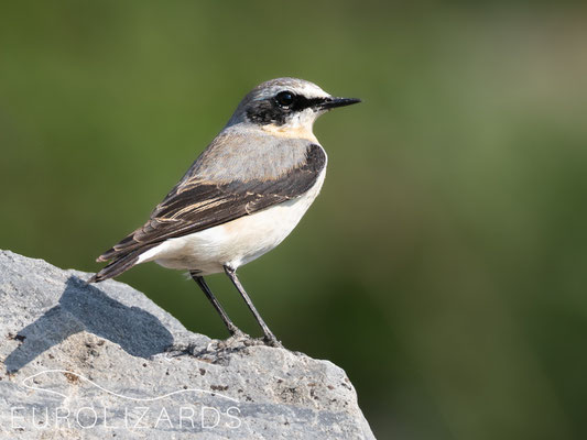 Oenanthe oenanthe