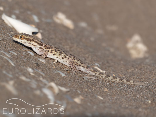 Bunopus tuberculatus – another ground-dwelling gecko species
