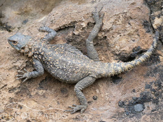 Paralaudakia caucasia