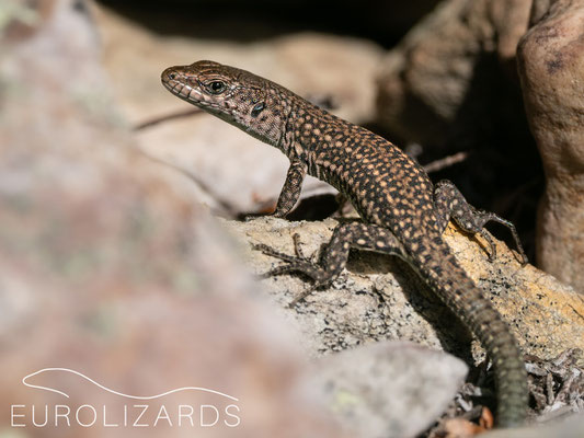 Podarcis guadarramae (juvenile)