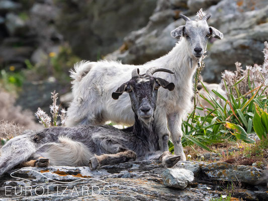 Happy goats