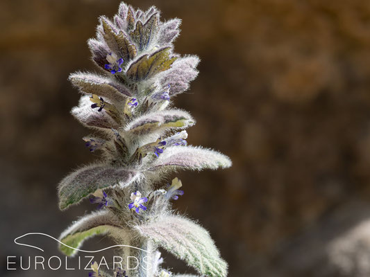 Ajuga orientalis