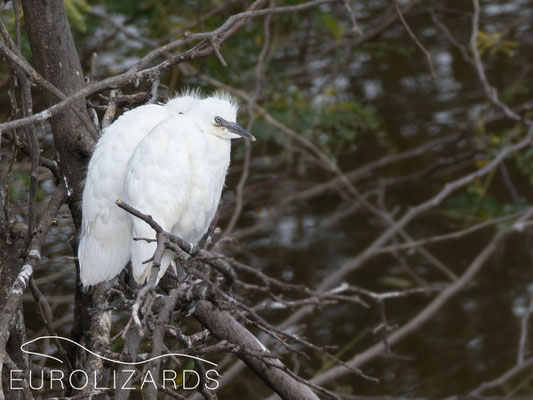 Bubulcus ibis