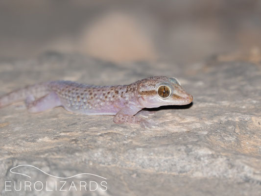 Hemidactylus hajarensis