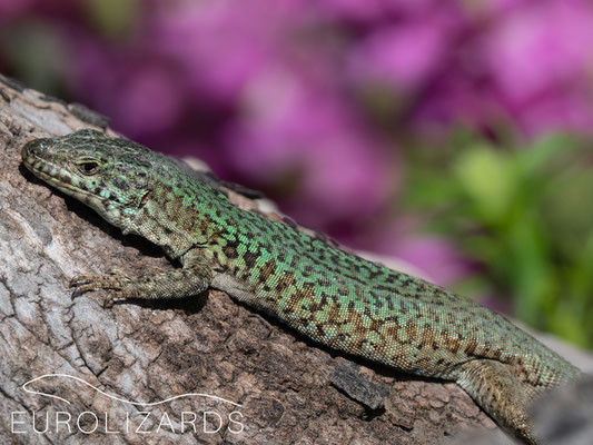 with lots of lizards (Podarcis erhardii)