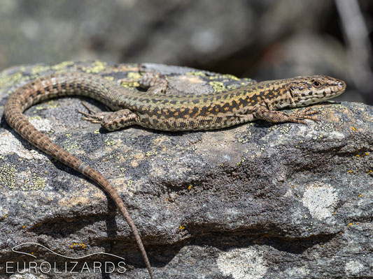 Podarcis bocagei (young male)