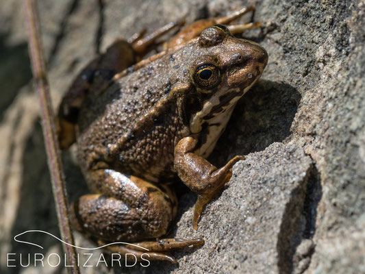 Pelophylax ridibundus