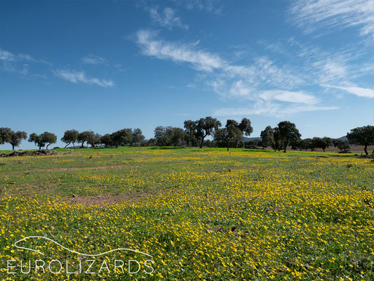 Flowering meadows with Ranunculus bullatus