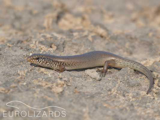 Chalcides ocellatus - the only "European" species of this trip