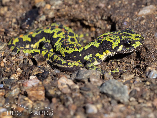 Triturus marmoratus (Marbled Newt)