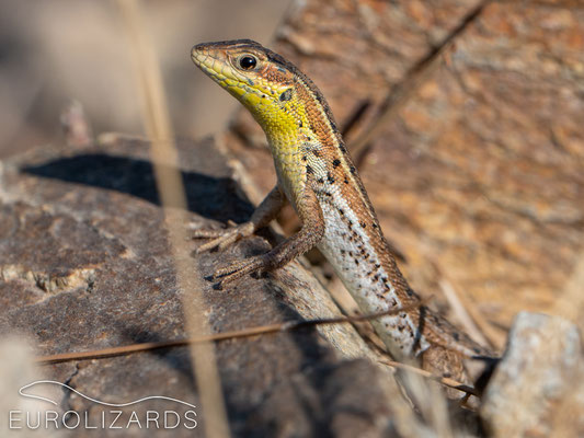 Ophisops elegans (Snake-eyed Lacertid): female